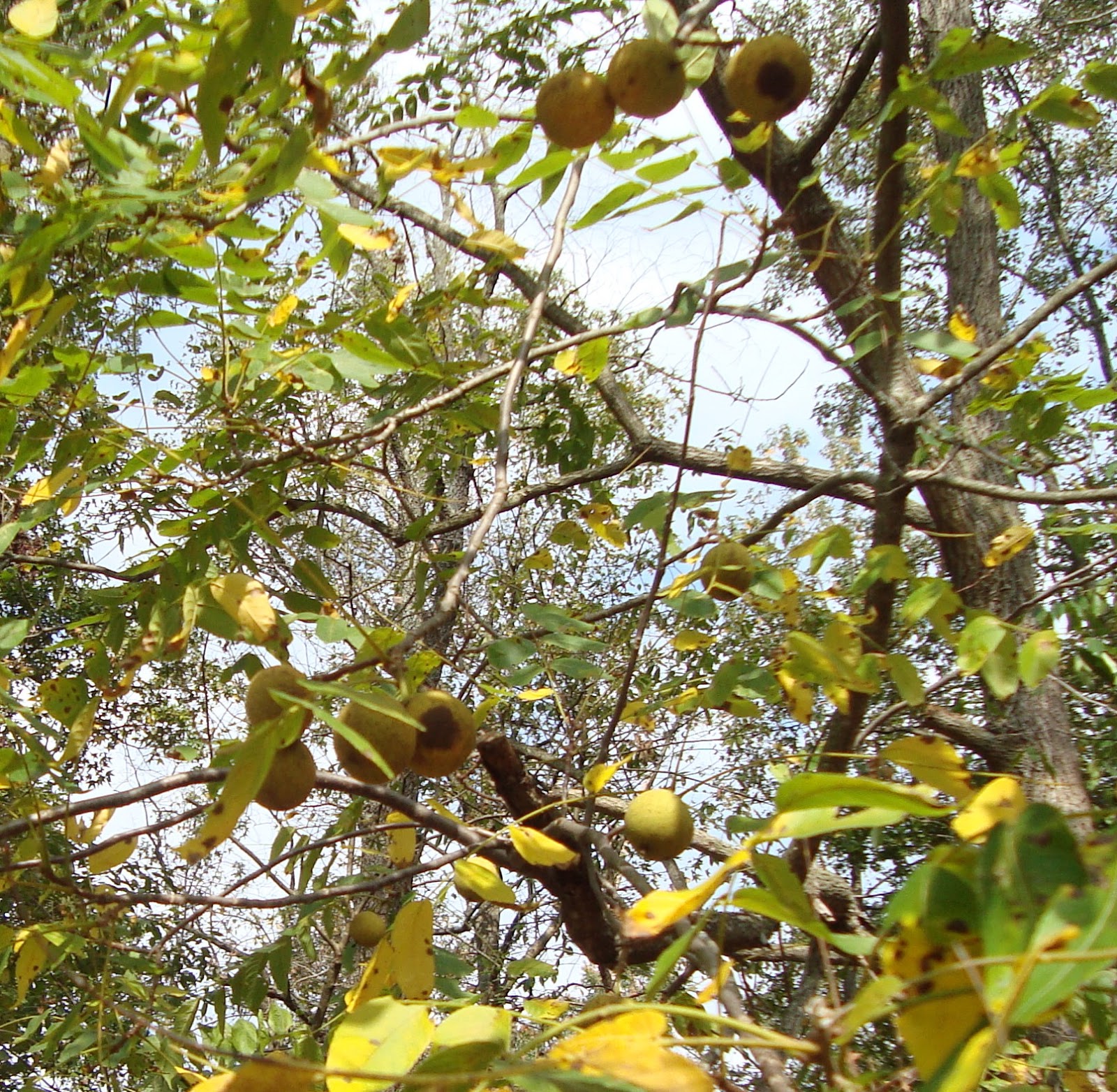 Saundra of Woodland Junction Black Walnut Season is Here