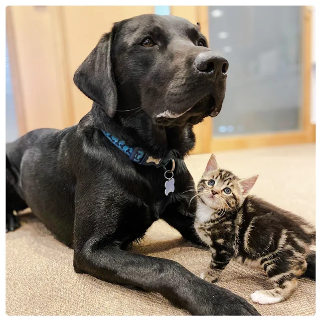 Bertie a rescued Lab retriever parenting rescued kittens abandoned at 2-weeks-of-age