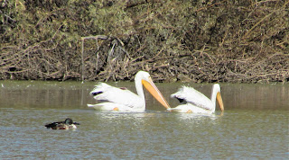Two Pelicans on Water
