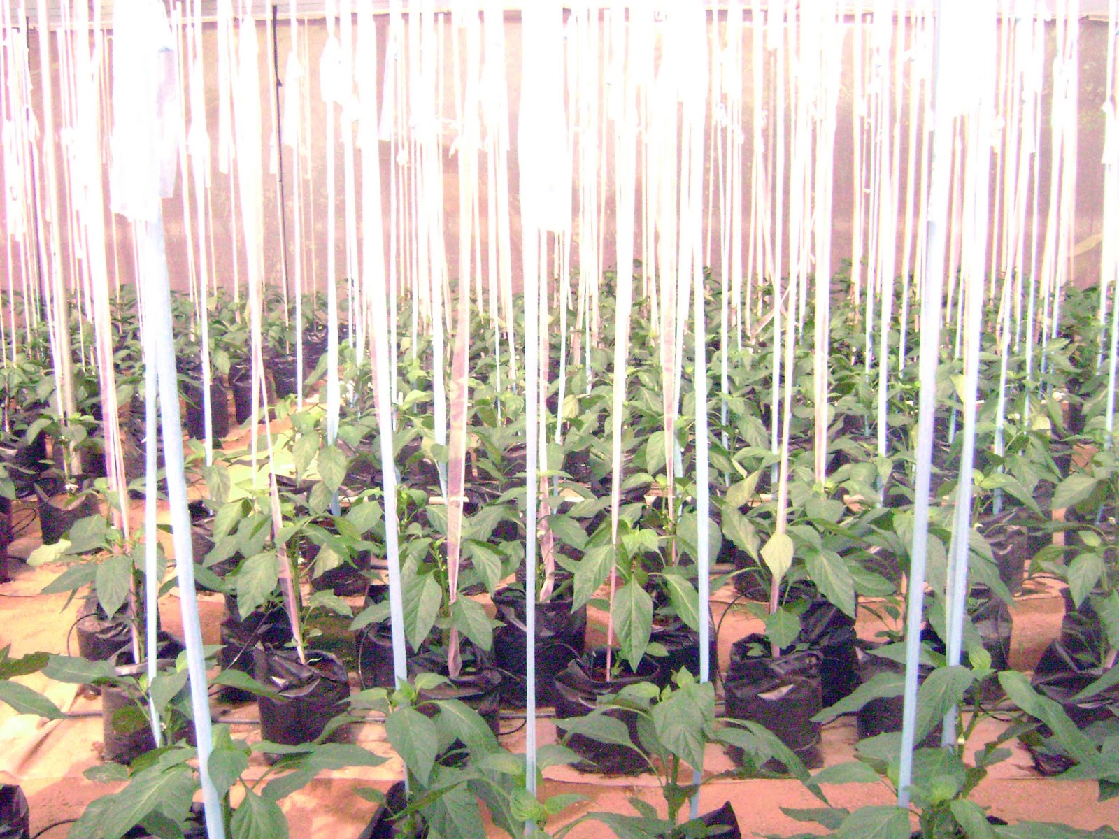 S & S Plantation Sri Lanka Polytunnel Green House Photographs