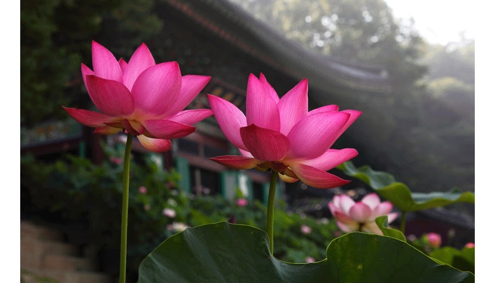 studio41st Hostel Seoul KOREA Lotus flower Festival [7th 17th Aug 2014]