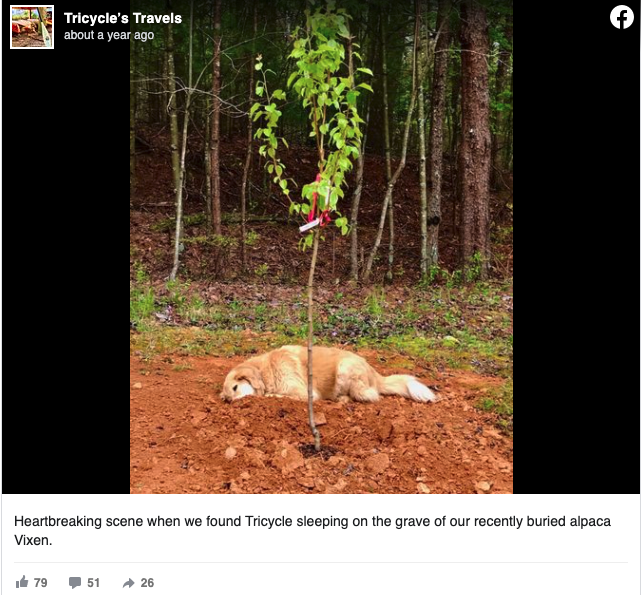 3Legged Rescue Dog Visits Overdue Friends’ Graves Every Unmarried Day