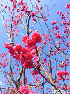 Cherry blossoms