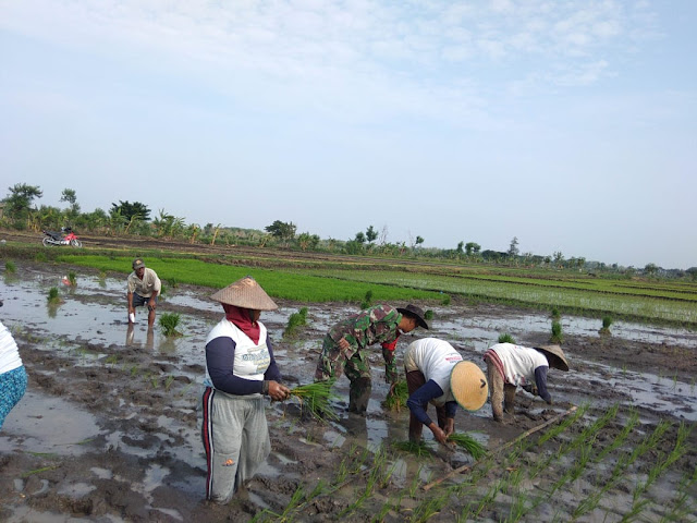 Peran Aktif Babinsa Jenalas Dampingi Petani Tanam Padi