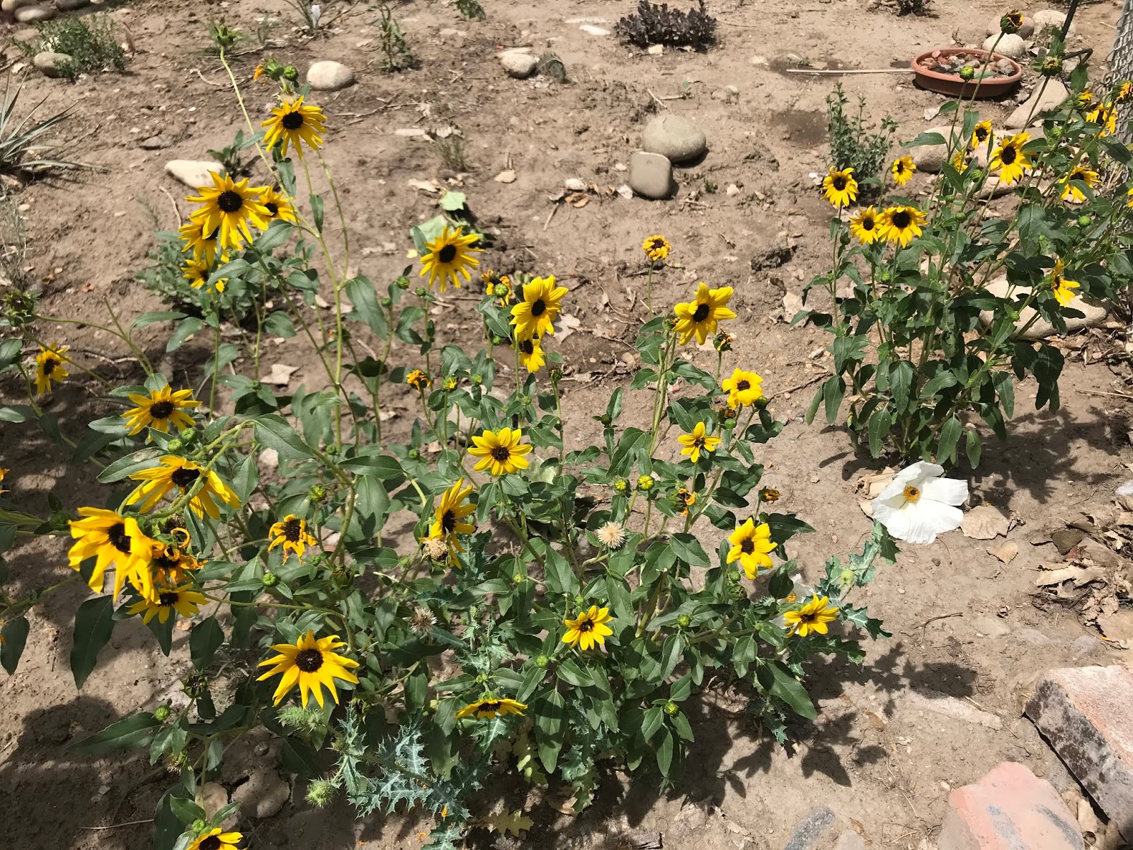 COHorts The joy of sunflowers