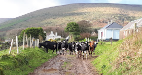 rentoutuminen, rentoutumistapa, vaeltaminen, vaeltaminen irlannissa, irlanti, kerry camino, vaellusreitti, luonnossa liikkuminen, kaunis maisema, luonto, irlannin maaseutu, lehma, lehmalauma, lehmat tiella