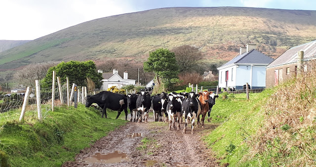 rentoutuminen, rentoutumistapa, vaeltaminen, vaeltaminen irlannissa, irlanti, kerry camino, vaellusreitti, luonnossa liikkuminen, kaunis maisema, luonto, irlannin maaseutu, lehma, lehmalauma, lehmat tiella