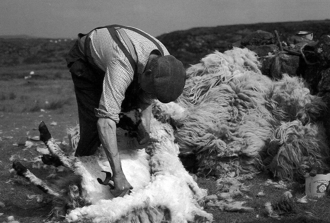 Tour Scotland Old Photograph Shepherd Sheep Shearing Isle Of Skye Scotland