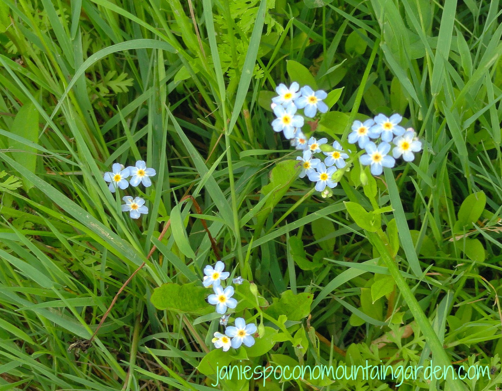 Molly The Airedale Morning Glory