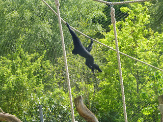 gibbon marwell zoo