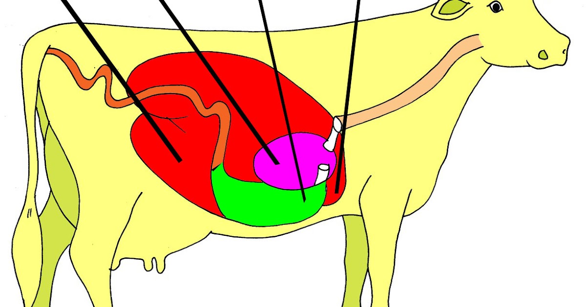 Gambar Proses Pencernaan Pada Hewan Ruminansia