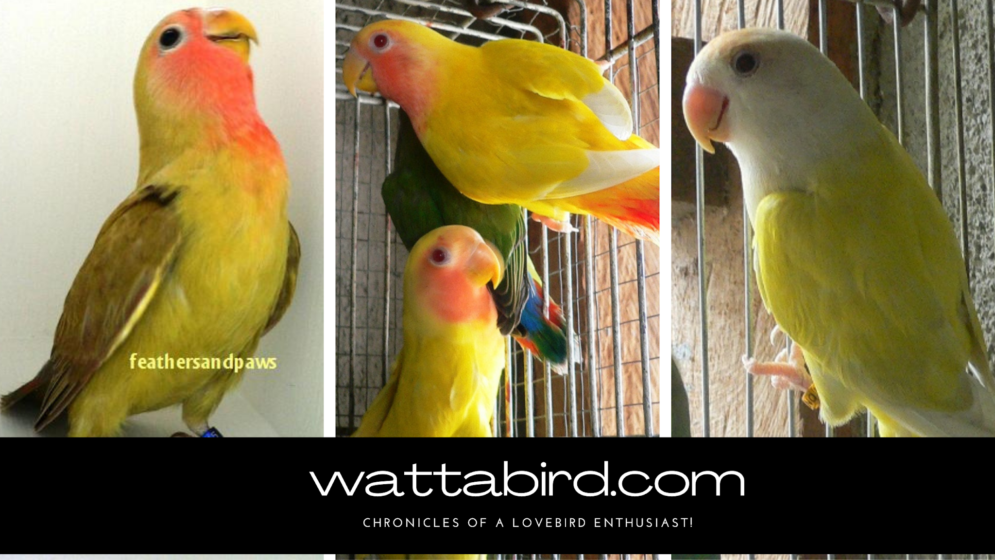 Wattabird Understanding The Peach Faced Lovebirds Mutations