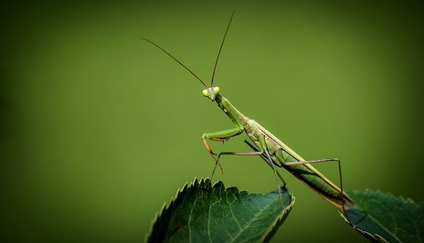 Descubren nuevas especies de mantis religiosa imitadora de avispas Descubren nuevas especies de mantis religiosa imitadora de avispas