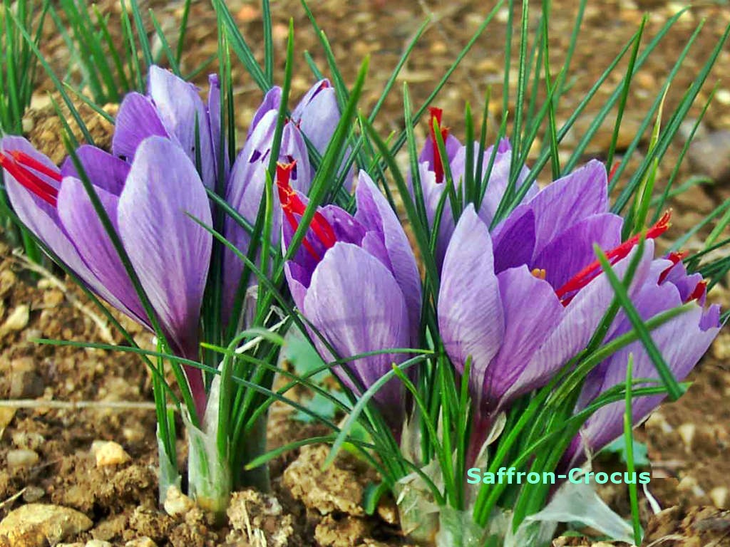 Indoor Outdoor, Edible, Medicinal and Toxic Plants