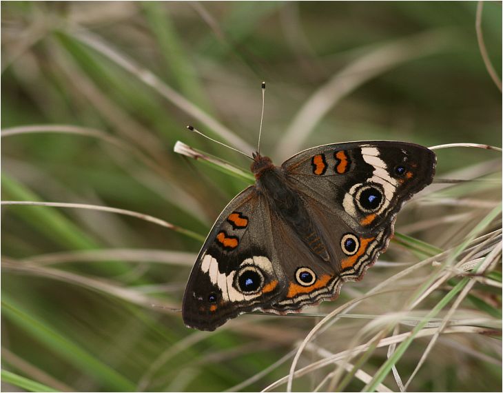 wilde perspektiven: 10/16/11