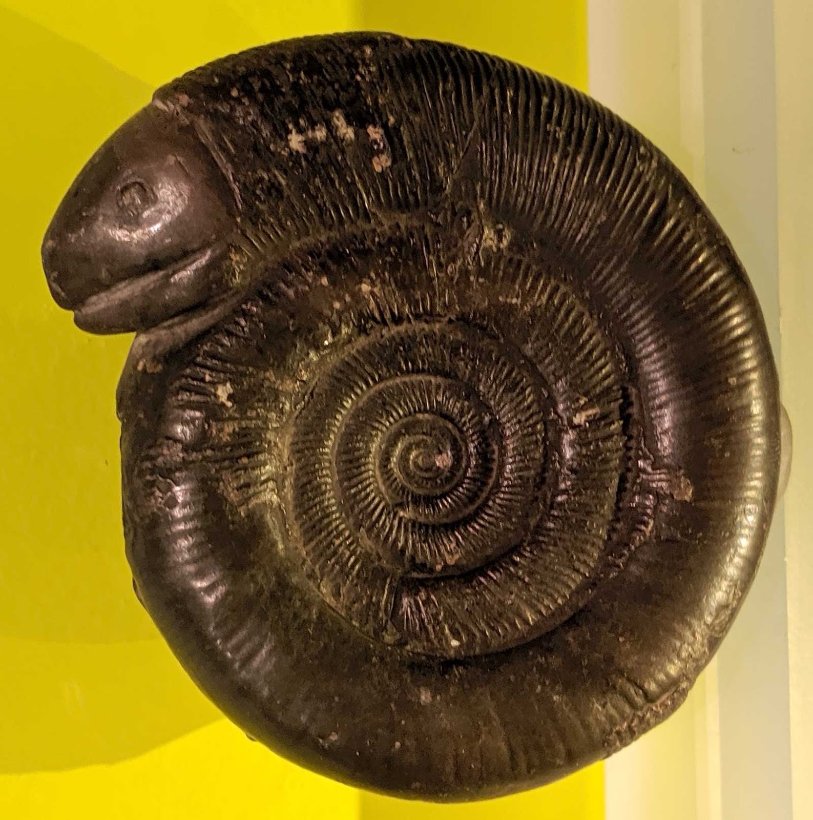 Louisville Fossils and Beyond Snake Stone Ammonite Fossil