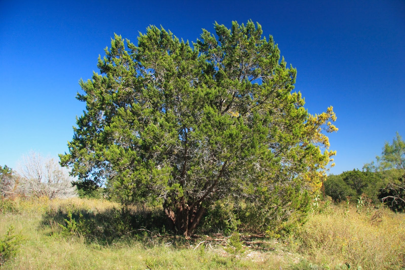 Free Trees Texas 2024 - Calla Magdaia
