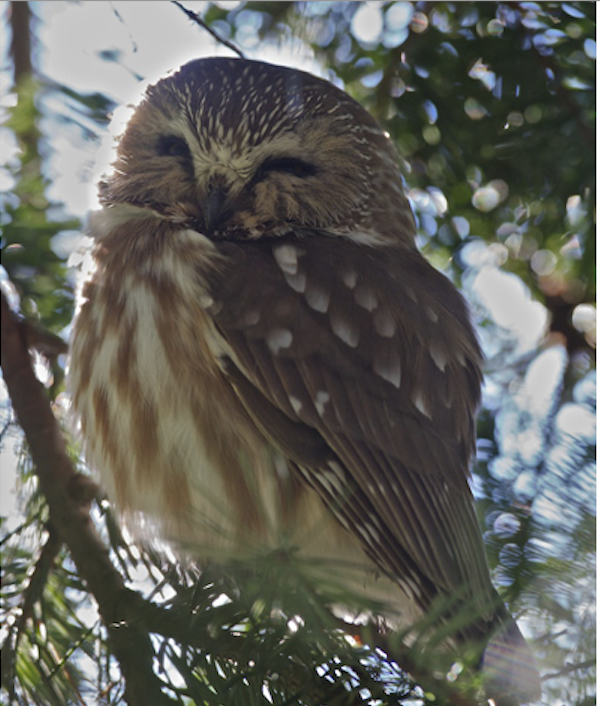 saw whet owl call saw whet owl call