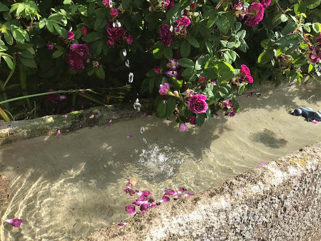 frisches Wasser gluckst aus dem Brunnen, die Rose freut es (c) by Joachim Wenk frisches Wasser gluckst aus dem Brunnen, die Rose freut es (c) by Joachim Wenk