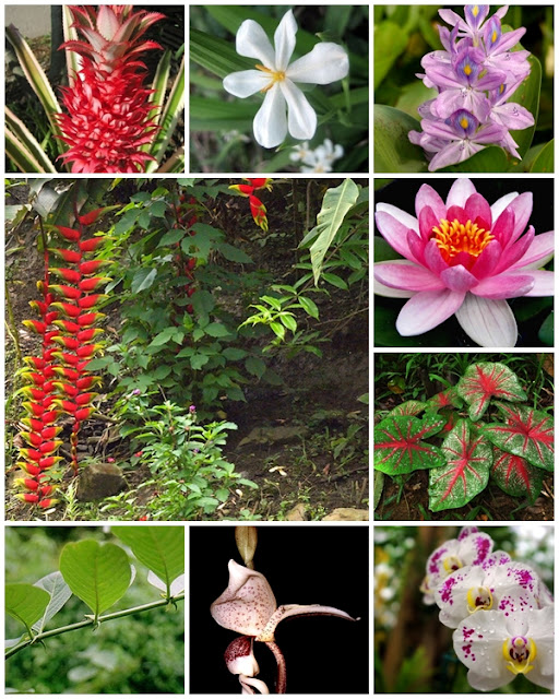 Plantas Medicinales De La Selva Peruana