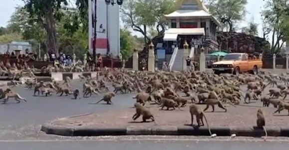 Hàng trăm con khỉ đói làm loạn cho thấy sự tàn phá của virus corona với kinh tế Thái Lan