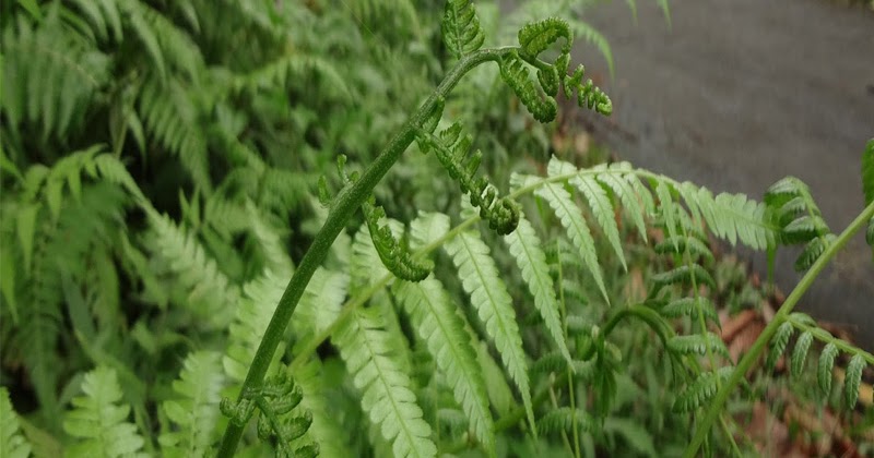 Gambar Paku Sayur