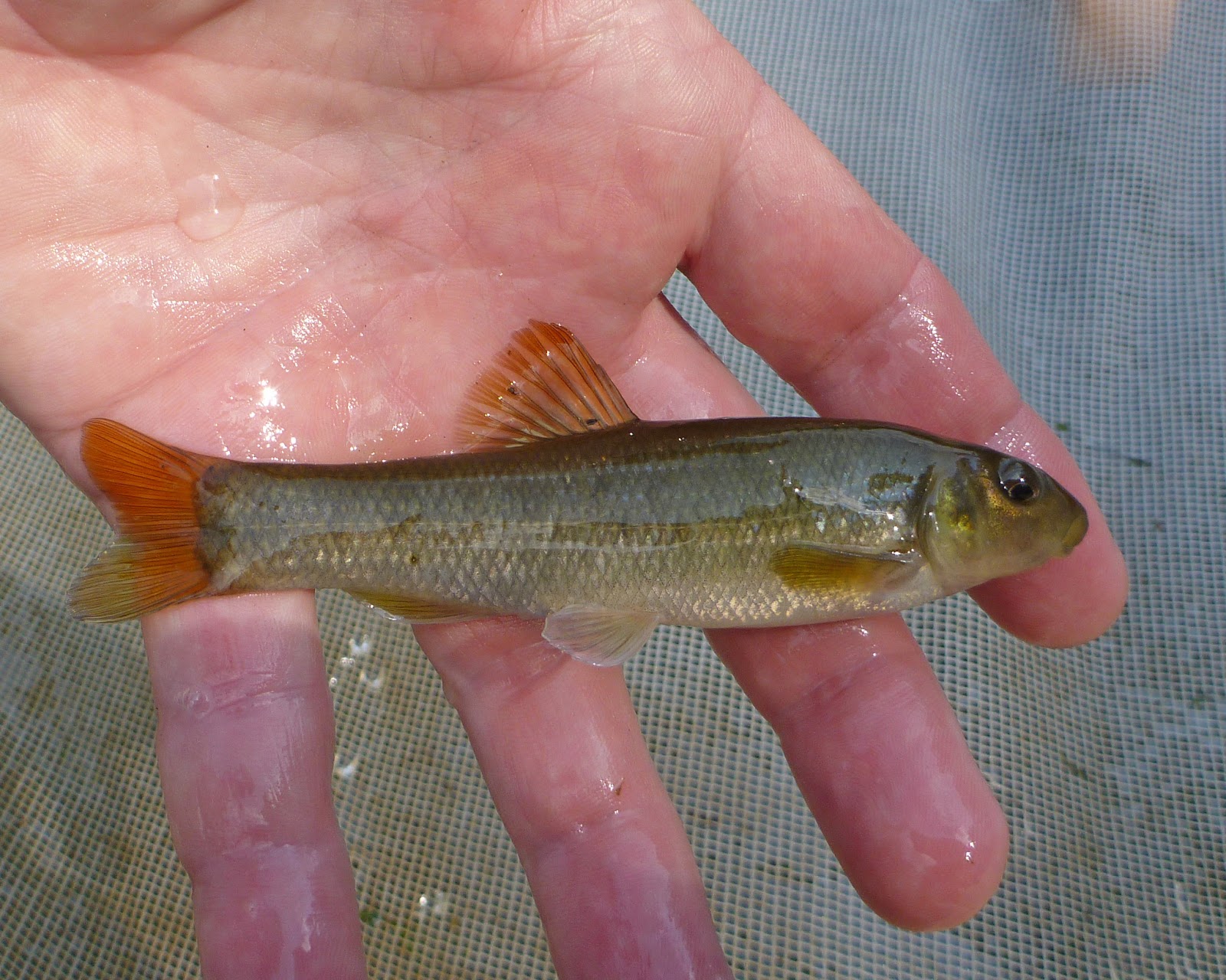 virginia-tech-ichthyology-class-eye-picking-and-pebble-picking