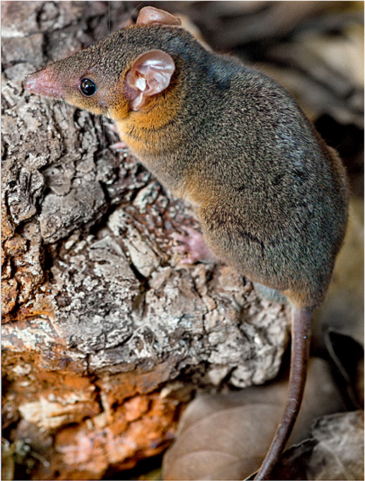 ARCANO Nelson Gomes MAMMALIA...incluindo Monodelphis março 2018