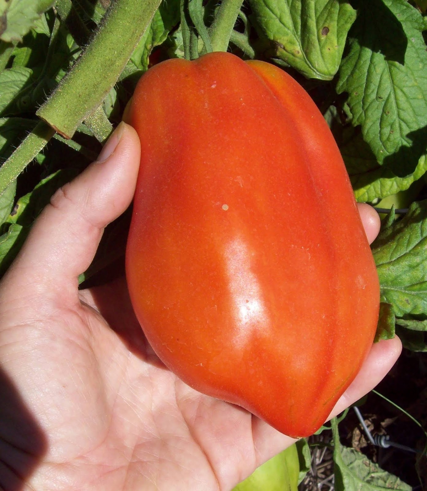 The Sharing Gardens PasteTomato Varieties and Peppers We Grow
