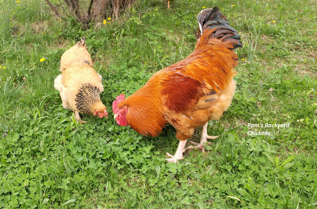 Have you ever wondered if chickens eat ticks and spiders? The short answer is yes.