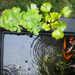 Manfaat Eceng Gondok Untuk Ikan Dan Ekosistem Kolam merupakan salah satu jenis tumbuhan air yang biasanya tumbuh liar di rawa Manfaat Eceng Gondok Untuk Ikan Dan Ekosistem Kolam