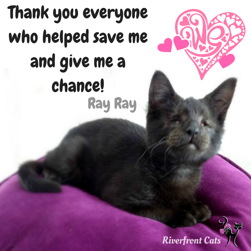 blind cats for adoption