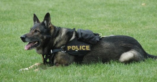 ¿Cuáles son las razas de perros policía? | Cuidando Mascotas
