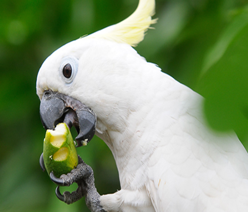 35 Mimpi burung sgp