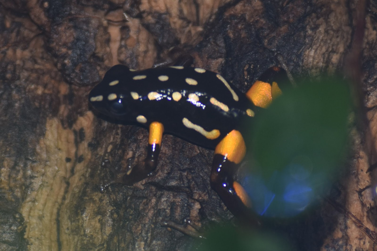 ZOOTOGRAFIANDO (6.096 ANIMALS) RANA FLECHA DE BRASIL / BRAZILNUT