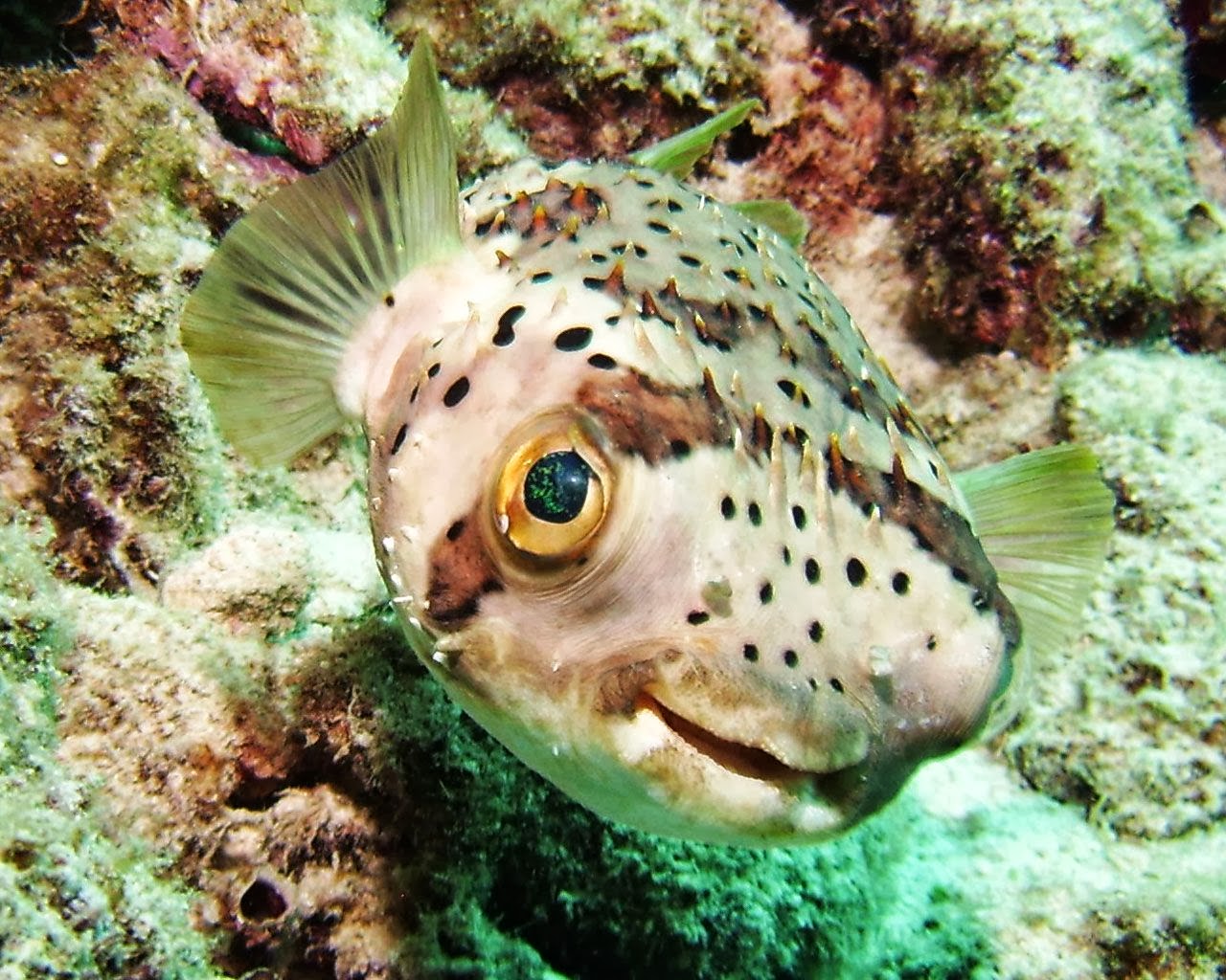 Porcupine Puffer Fish Wallpapers - Top HD Wallpapers