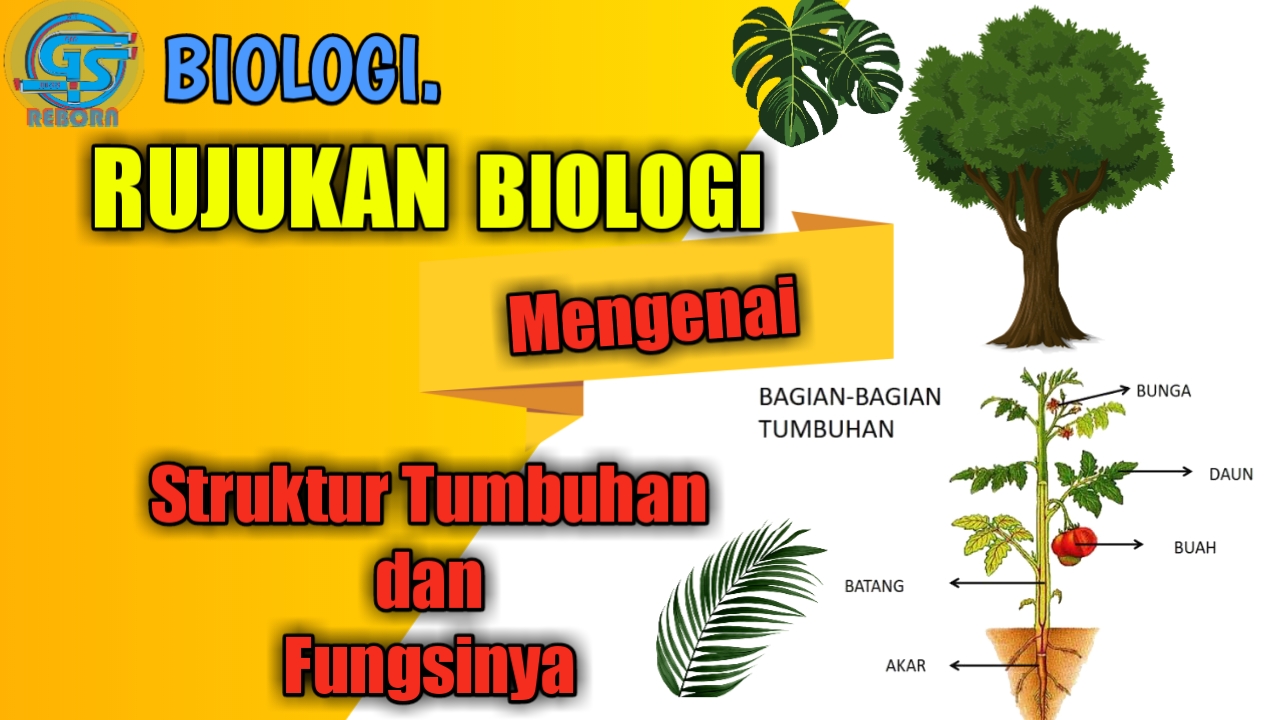 Rujukan Biologi mengenai Struktur Tumbuhan dan Fungsinya - Gen Sukses