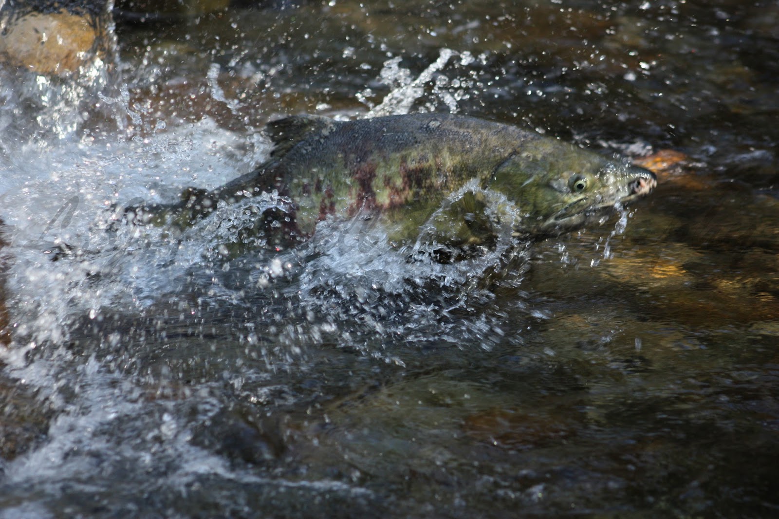 L J Parnell Photography Salmon Run on the Coquitlam River, every year
