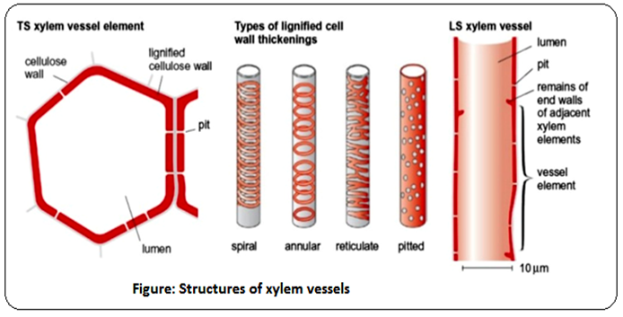 Слово ксилема на человеческом языке 9 букв. Xylem vessels. Строение ксилемы и флоэмы. Structure of briobacept. Ксилема восходящий ток.