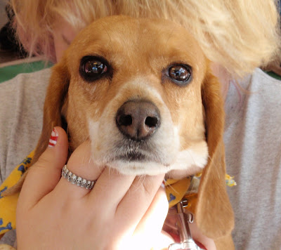 A beagle named Shy looking at camera 