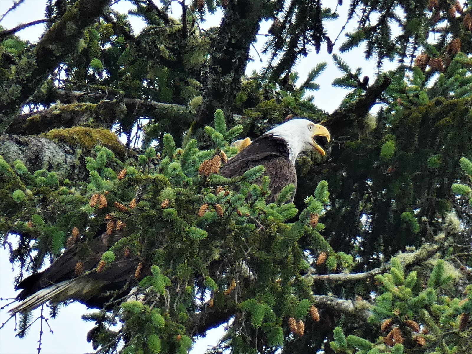 Geotripper's California Birds: Bald Eagles Nesting at Neah Bay, Washington