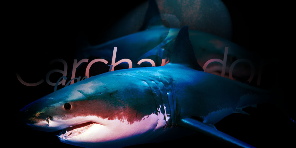 Charcarodon charcarias - Denizde bulabileceğiniz en büyük köpekbalıkları - 3