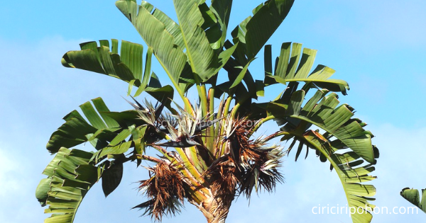 Jenis Tanaman Pisang Kipas