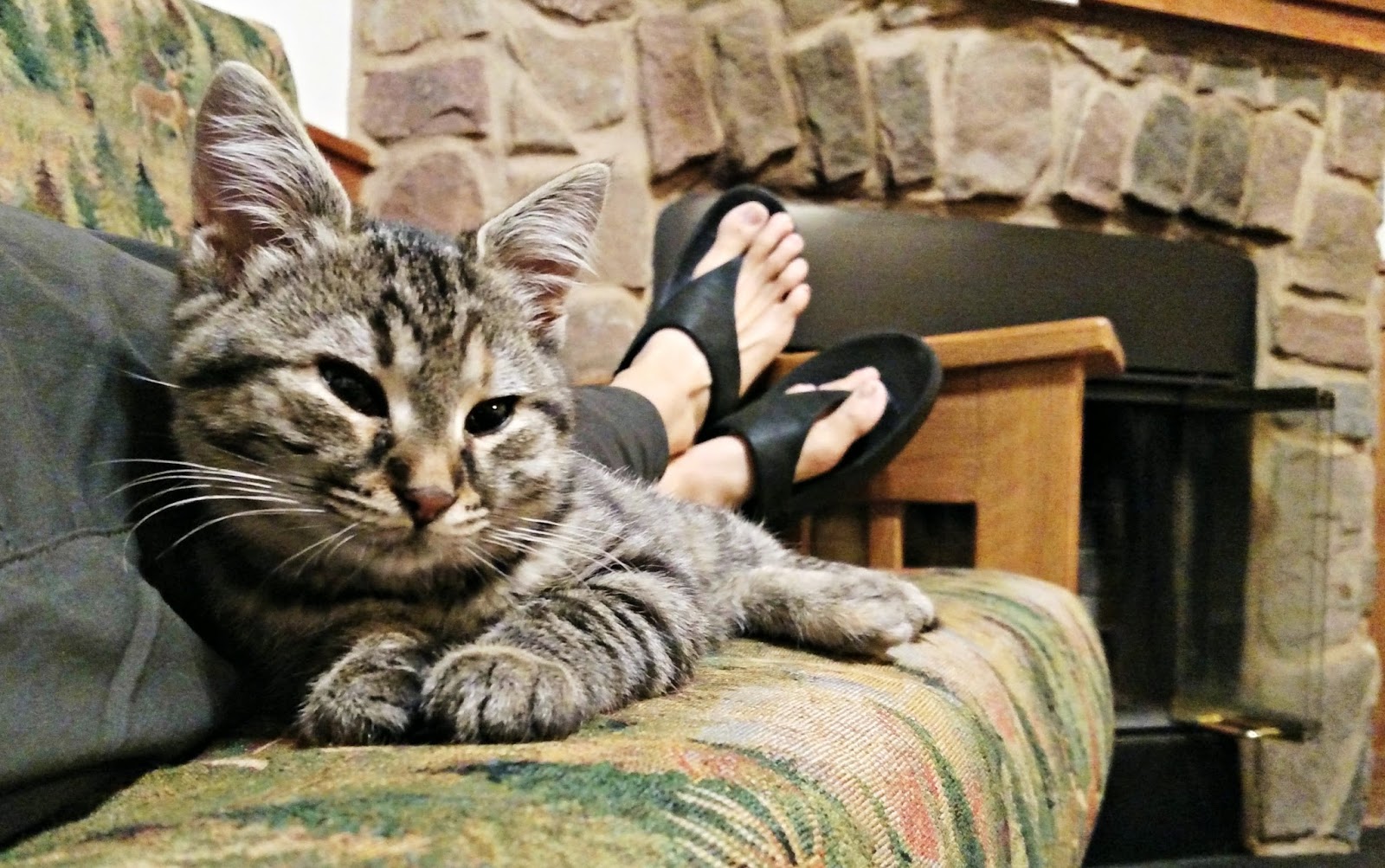 Two Bears Farm And The Three Cubs James River State Park