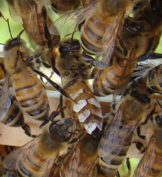 Glándulas de abejas produciendo escamas de cera - Glands of bees produce wax flakes.