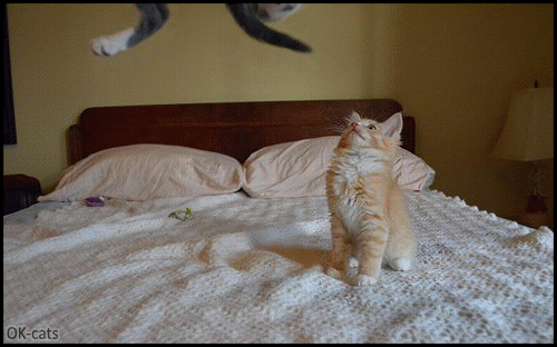 Art Cat GIF with caption • Cat hanging on chandelier. “DAFUQ Bro?” “Help me!”