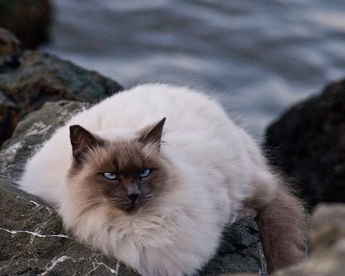 Удивительная и таинственная порода кошек