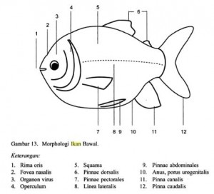 Morfologi ikan bawal (Colossoma macropomum) - Budidaya Ikan Bawal