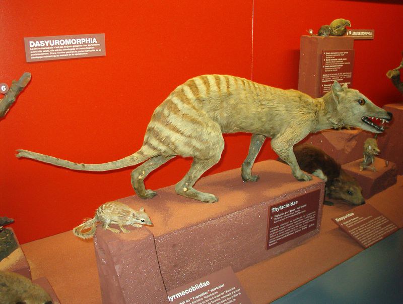 Tasmanian Tiger has been sighted in the wild after being declared