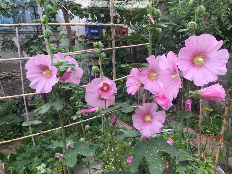 Hollyhocks